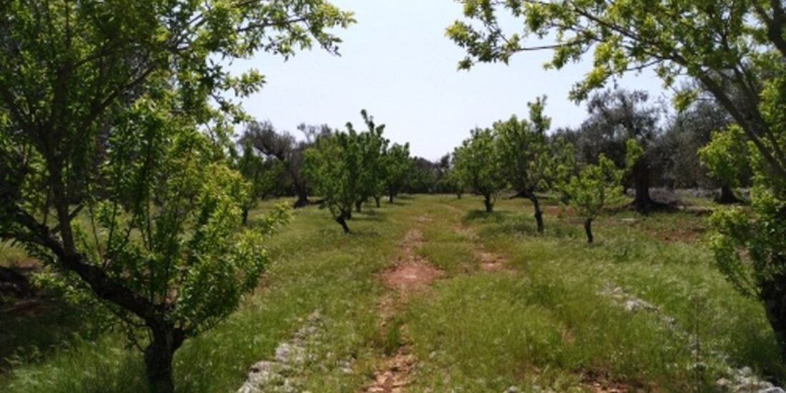 Terren edificabile Rif. T 75