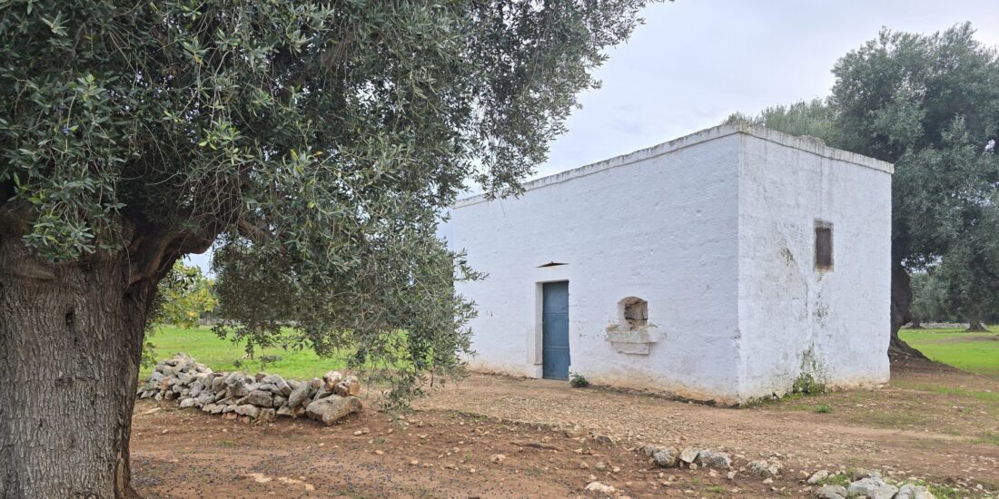 Uliveto con lamia Rif.  T 91 -TR 516